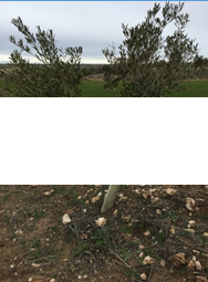 Xylella fastidiosa